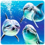 dolphin wallpapers android application logo